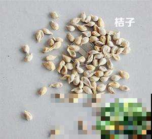 橘子全身都是宝，皮能沤肥，籽还能种出橘子树！