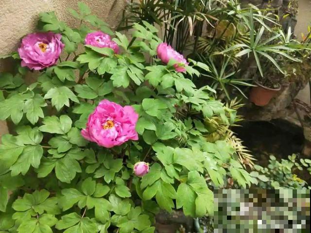 把花养成菜，迟迟不开花，原因就是缺光照！