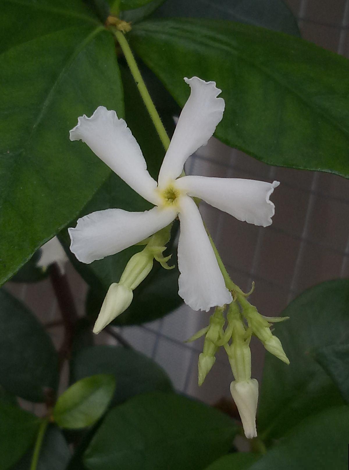 长得像大风车的茉莉花，一长一大丛，香味闻着就舒心！