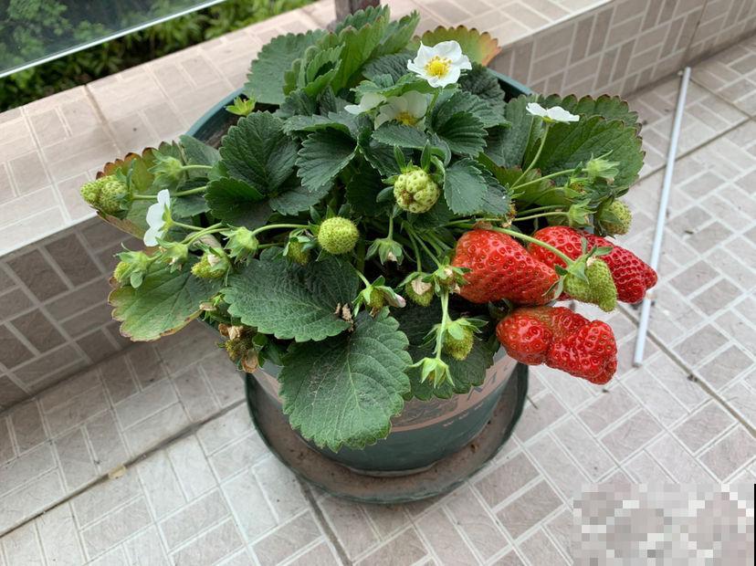 阳台种盆无花果，一次能结30个果，算下来比买的还便宜