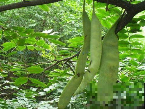你用过皂角洗衣服吗，自己在家也能种，天然安全不伤皮肤