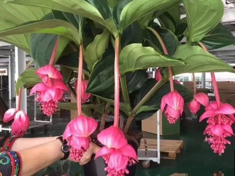 客厅养盆“贵妇花”，耐阴开花200天，特有气质！