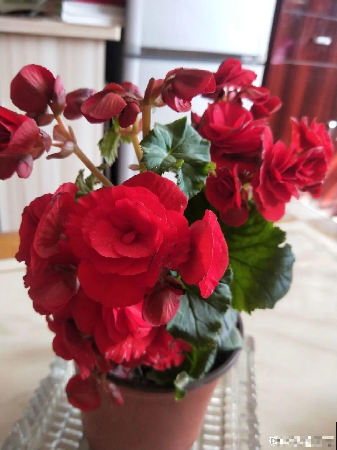不是所有花都能喷水，这6种花要注意，喷水太多容易烂叶