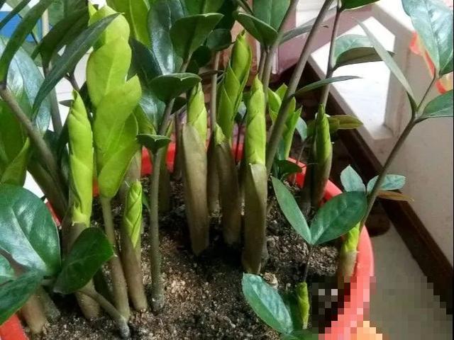 嫌花长得丑，趁现在砍头，满盆都是新叶子！