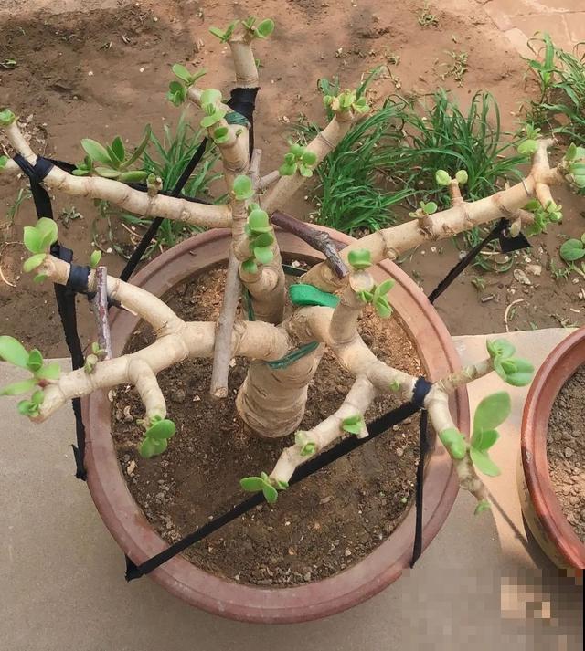 嫌花长得丑，趁现在砍头，满盆都是新叶子！
