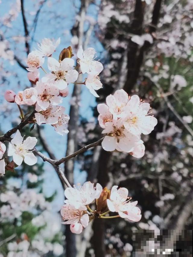 阳春三月，出门踏青，原来有这么多漂亮花！
