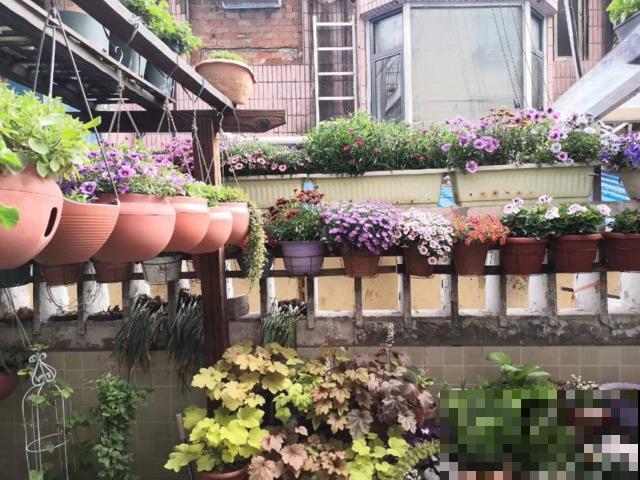 她在墙上、窗台挂了99盆花，齐齐开成大花球，路过的都惊叹！