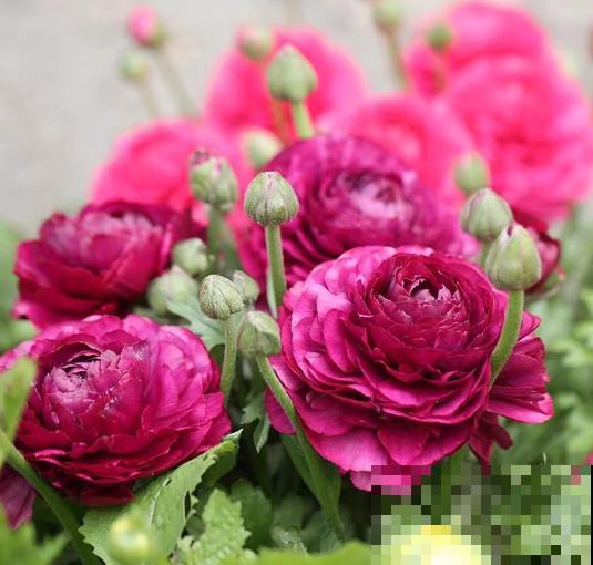 有种“芹菜花”，开花跟牡丹似的，花朵丰满又艳丽！