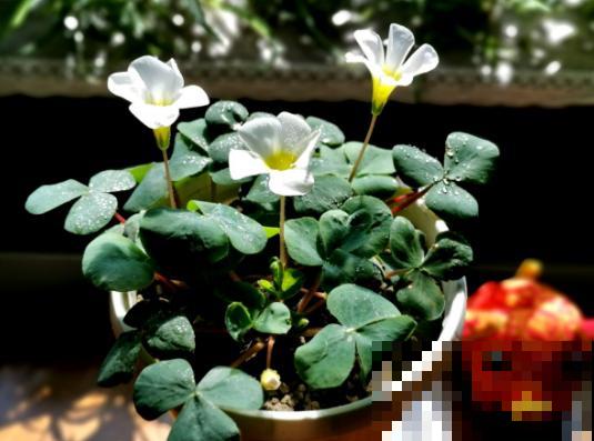小窗台最适合养这花，开花又密又多，年年繁殖一大堆！