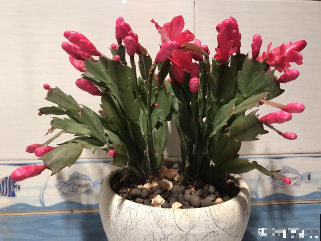 10种耐旱植物，平时少浇水，开花更准时！