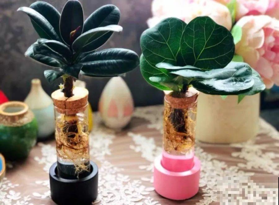 15种花超好活，掰个叉丢水里，自己发芽开出花！