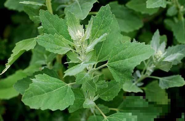 见过两米高的野菜吗？很多人看了不认识，其实掐点嫩芽超鲜香！