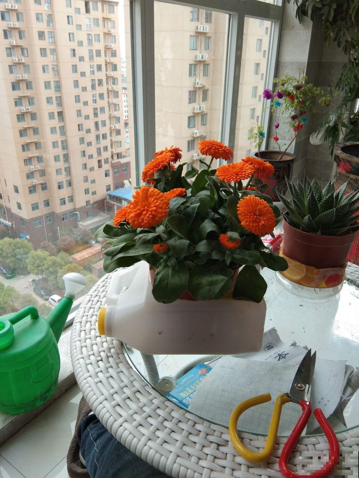 化妆美容常见的金盏花，原来也能在家种，摘点洗脸效果好！