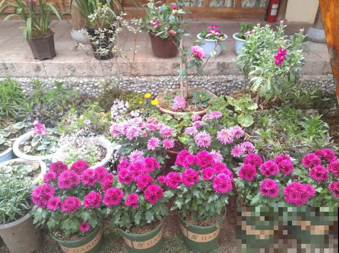 他用3年时间，把农村的小院子，改造成四季开花的花园！