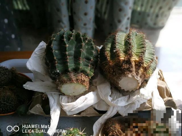 花烂根了别丢，塑料袋里捂一捂，大白根立马蹭蹭冒！