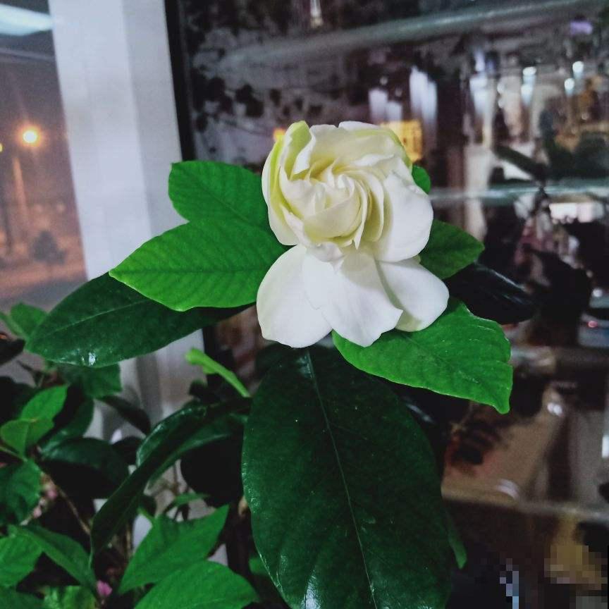 想让栀子源源不断开出馥郁大花，万万不能缺了这一步，一学就会