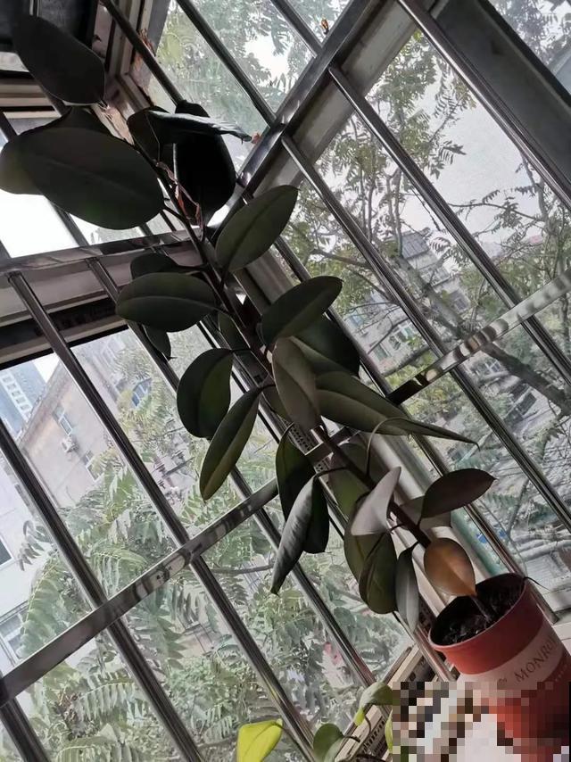 嫌花长得丑，趁现在砍头，满盆都是新叶子！