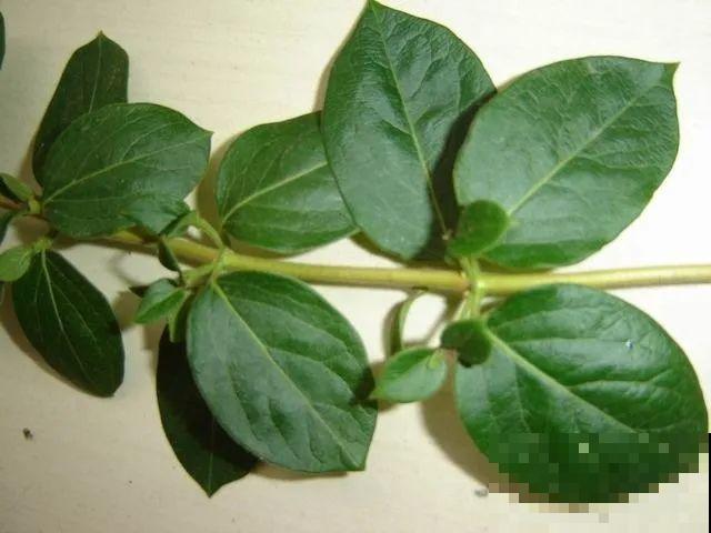 20种常见花，扦插方法大全，不用再花钱买了！
