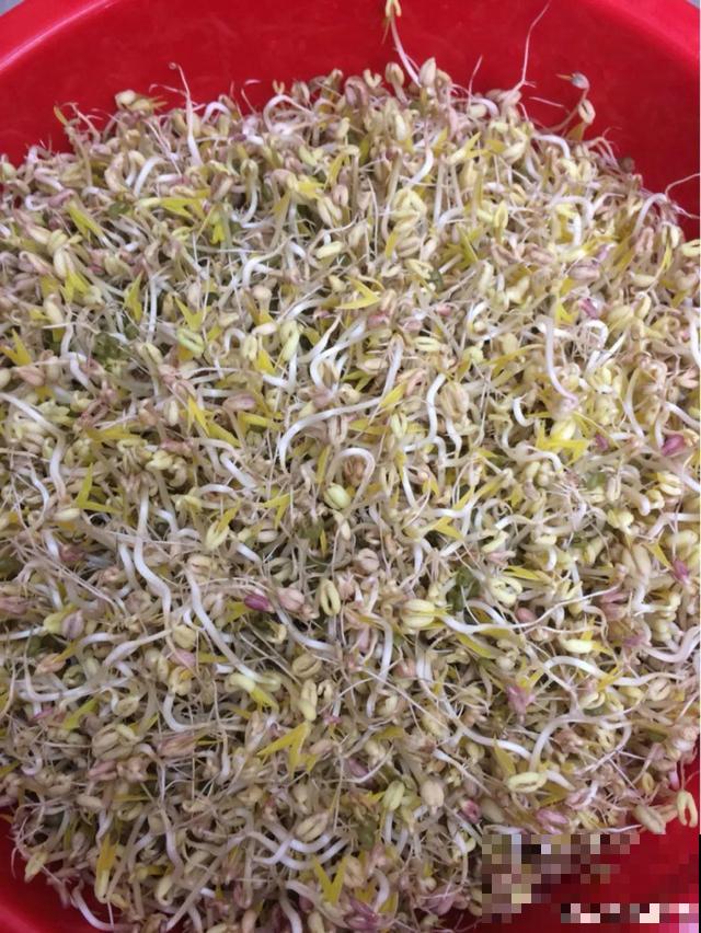 1个塑料瓶，居然有8种养花方法，省钱又好用！