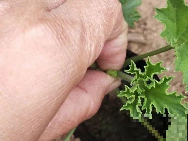 橡皮树春天要打顶，独杆变成大伞盖，叶子挤满盆！