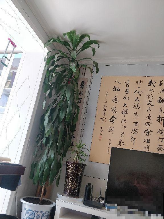 巴西木壮实又好养，叶子宽阔太喜人，扔着不管也能绿到晃眼！