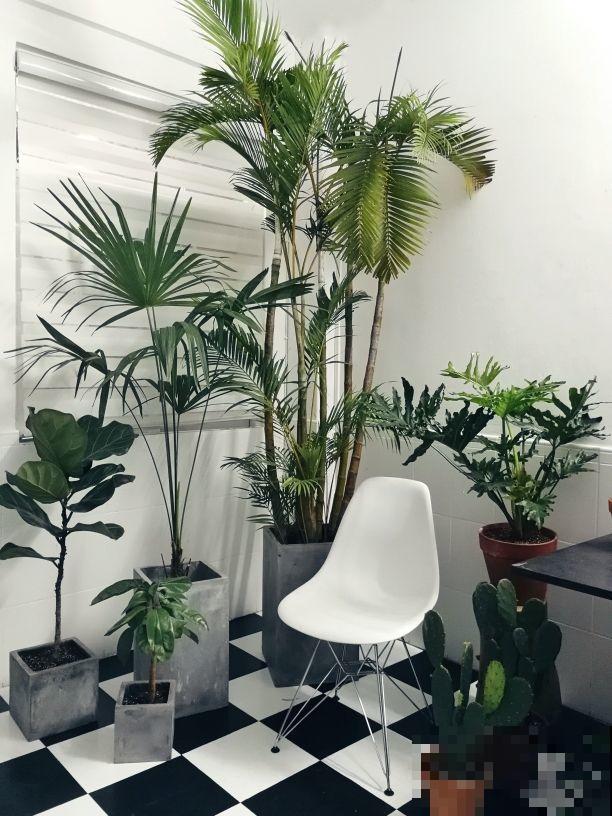 最坚挺的植物就属散尾葵，一年四季不黄叶，给点水就绿得晃眼！
