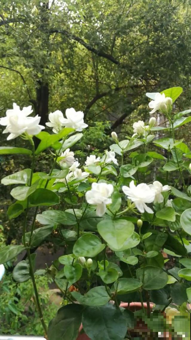 玉兰花真好吃，掐一把炒鸡蛋，竟然满嘴鸡肉味