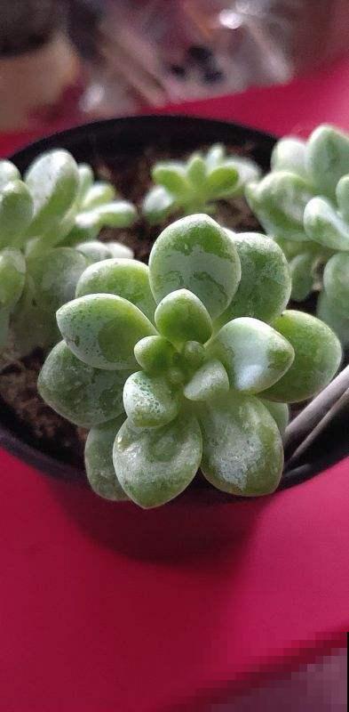 多肉不仅模样美，而且还能比花香，这俩品种阳台必备！