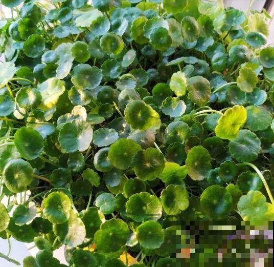 这6种花咋养都不死，家里挤得没空地儿，太能长了！