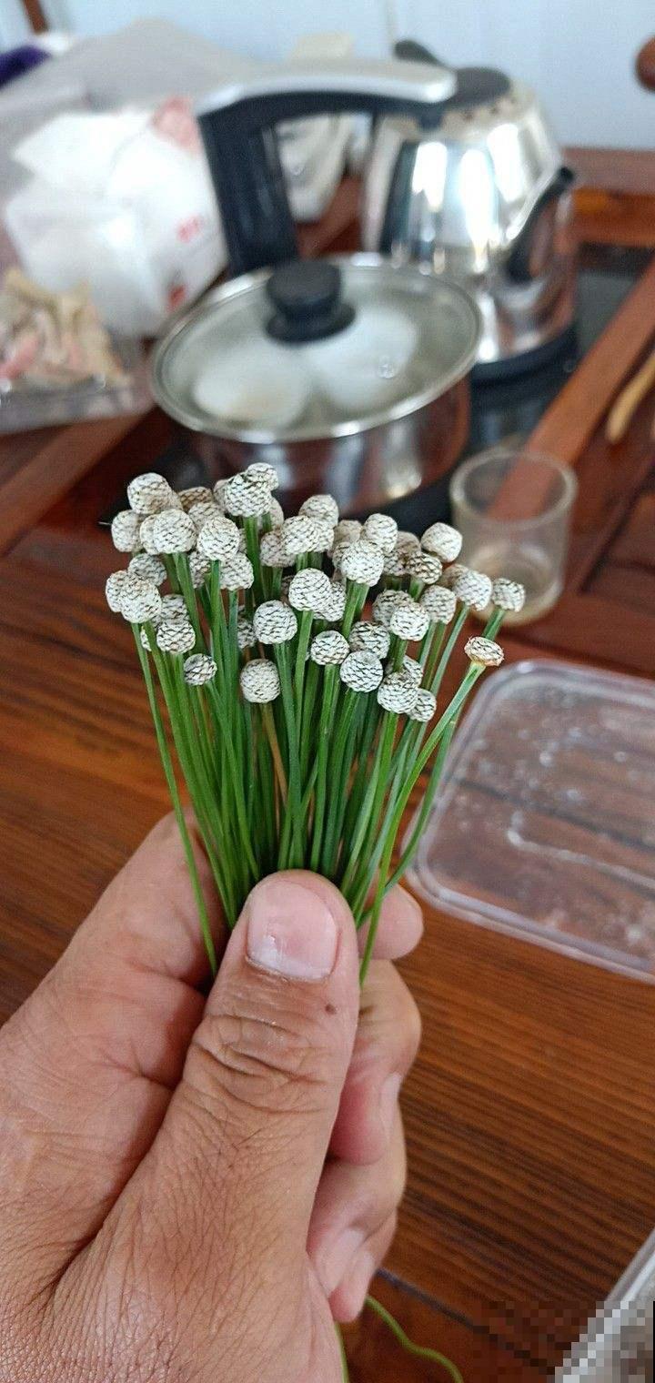 野外偶遇谷精草，一丛丛美丽茂盛，挖回家还有妙用！