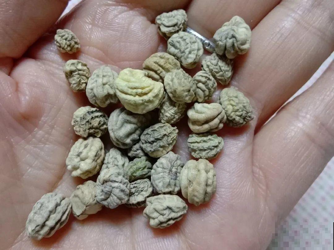 现在养旱金莲，下月开花金灿灿，窗台都爬满！