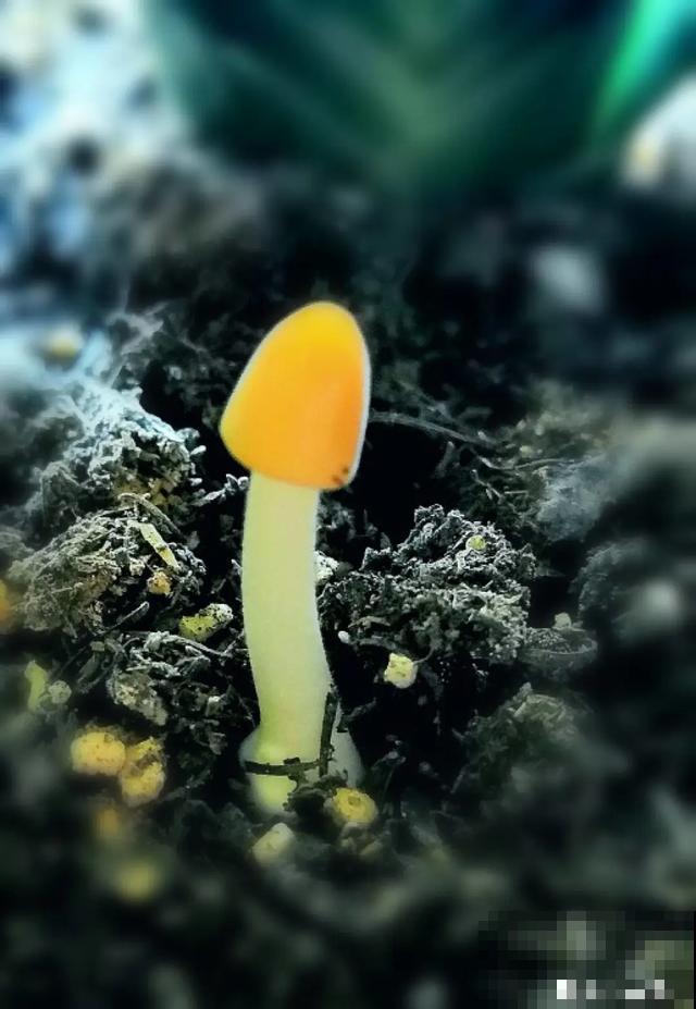 9种有毒花，出门见到要离远点，家里有老人小孩的要注意