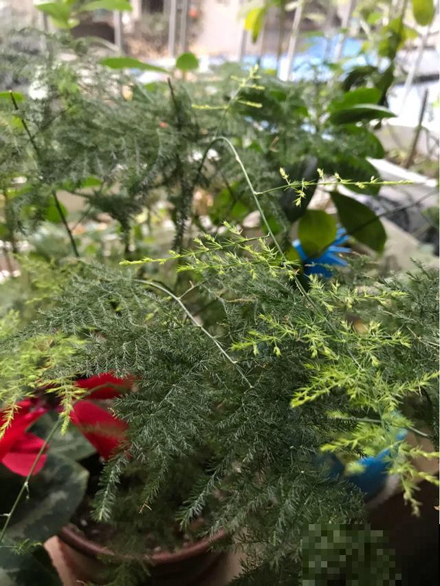 一棵文竹长成十几棵？只要学会几个步骤，再弱也能变茂盛如云！