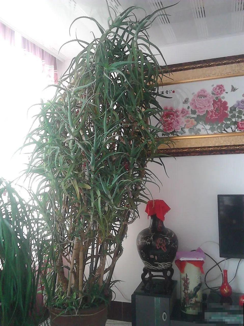 30年的芦荟，20年的龟背竹，硬生生把花养成了树！
