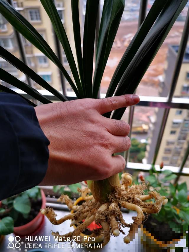 花烂根了别丢，塑料袋里捂一捂，大白根立马蹭蹭冒！