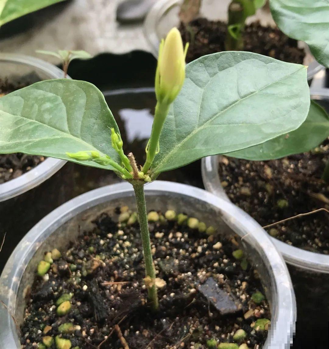 20种常见花，扦插方法大全，不用再花钱买了！