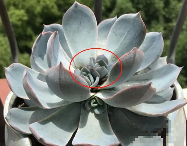 花市看到这种多肉，扭头就走，不要花钱买！