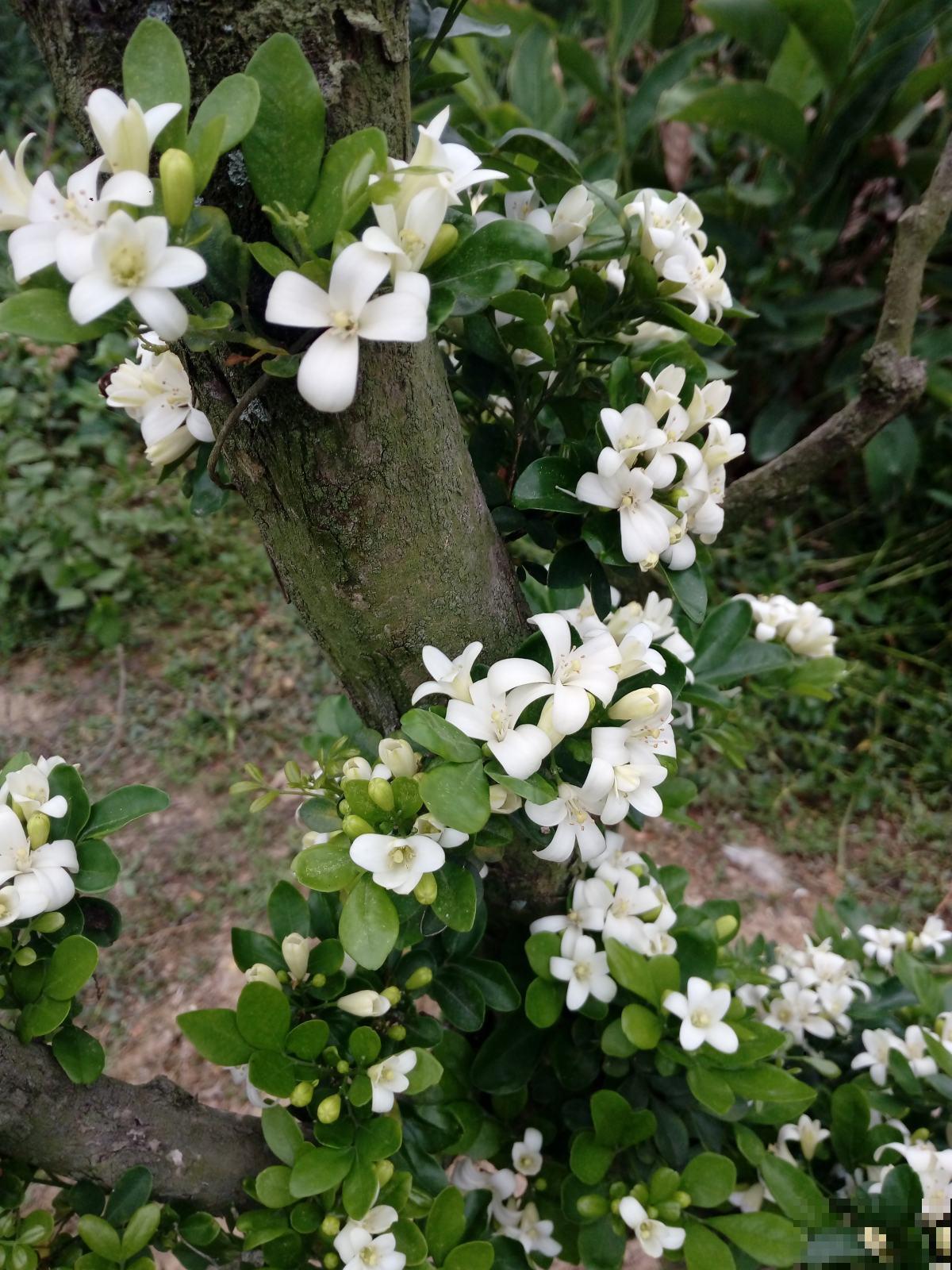 九里香实在是太香了，养在阳台楼下都能闻到，春风一吹更不得了！