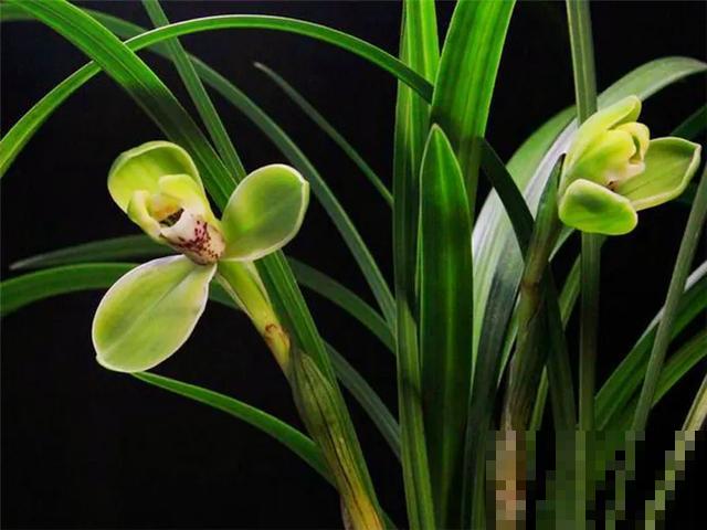 6种兰花，一开花香飘满屋，越养越值钱！