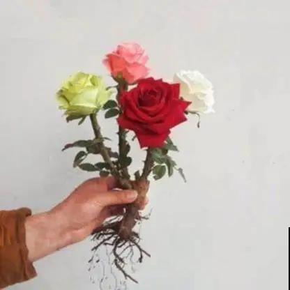 春天买花要注意，6种花千万别买，都是骗人的！