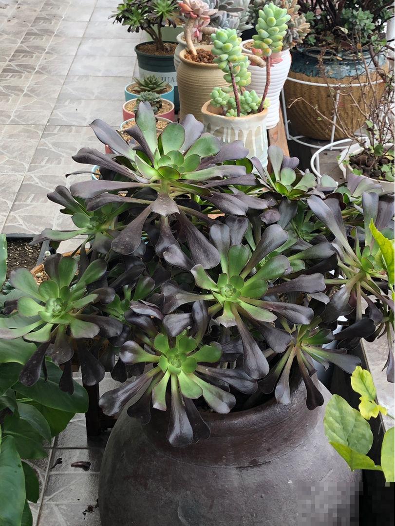 4种农村老物件，现在很少见，拿来养花更有个性