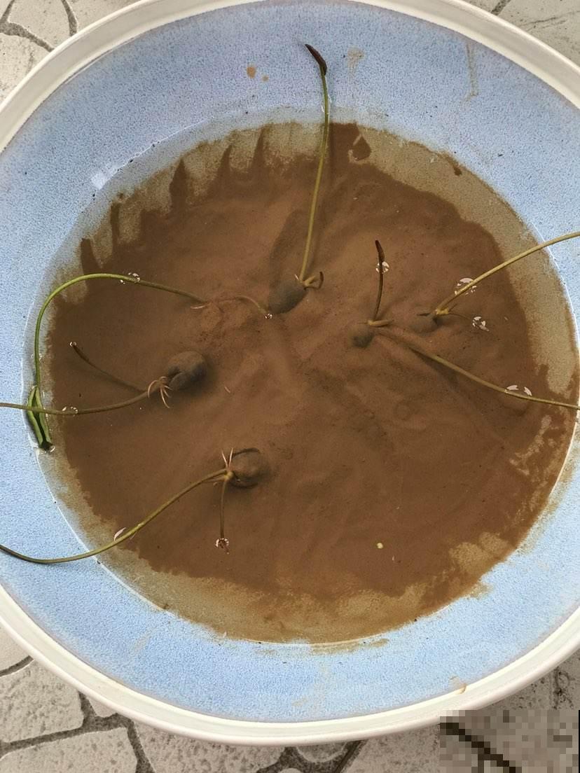 土里掺点它，碱性变酸性，花呼呼长疯了