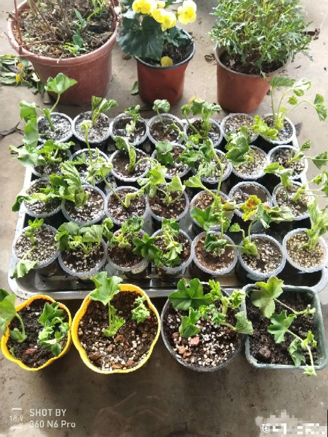 这10种花，天越热越扦插，3天冒出大白根！
