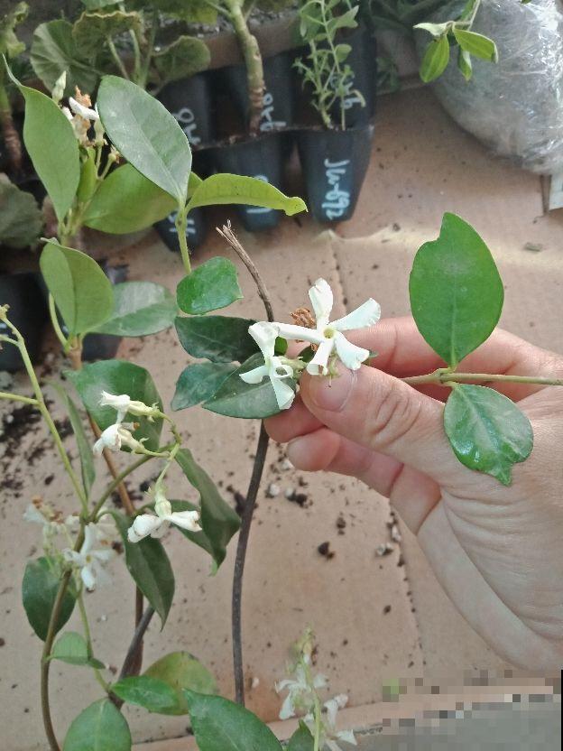 长得像大风车的茉莉花，一长一大丛，香味闻着就舒心！