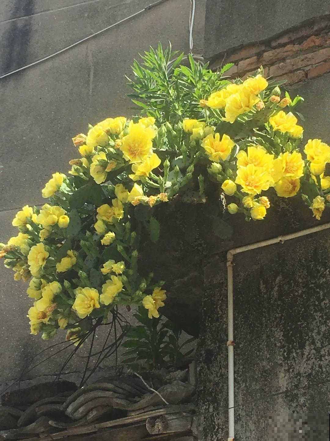 7种花，一开花就是一片花海，太震撼！
