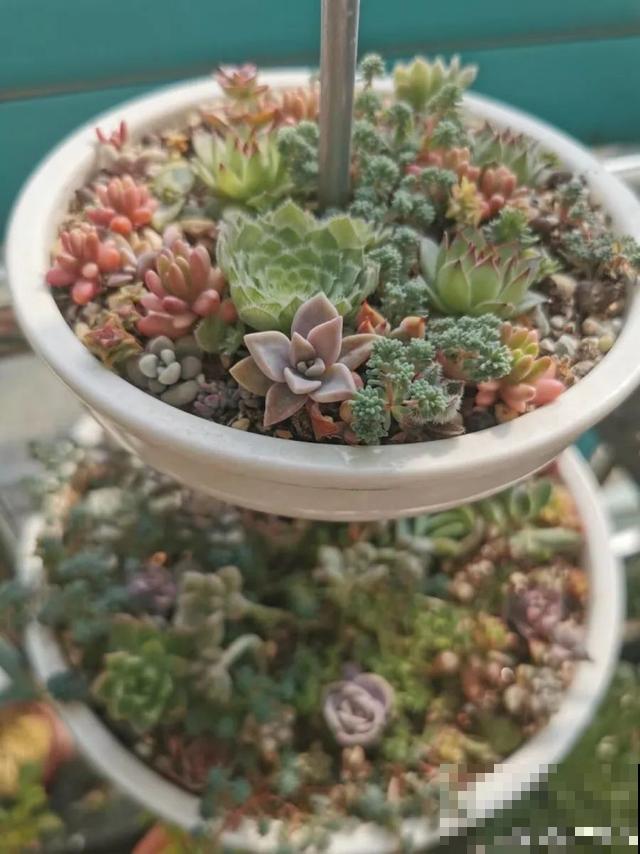 家里养盆虎皮兰，小花盆、挤着养，疯狂开花爆小崽！