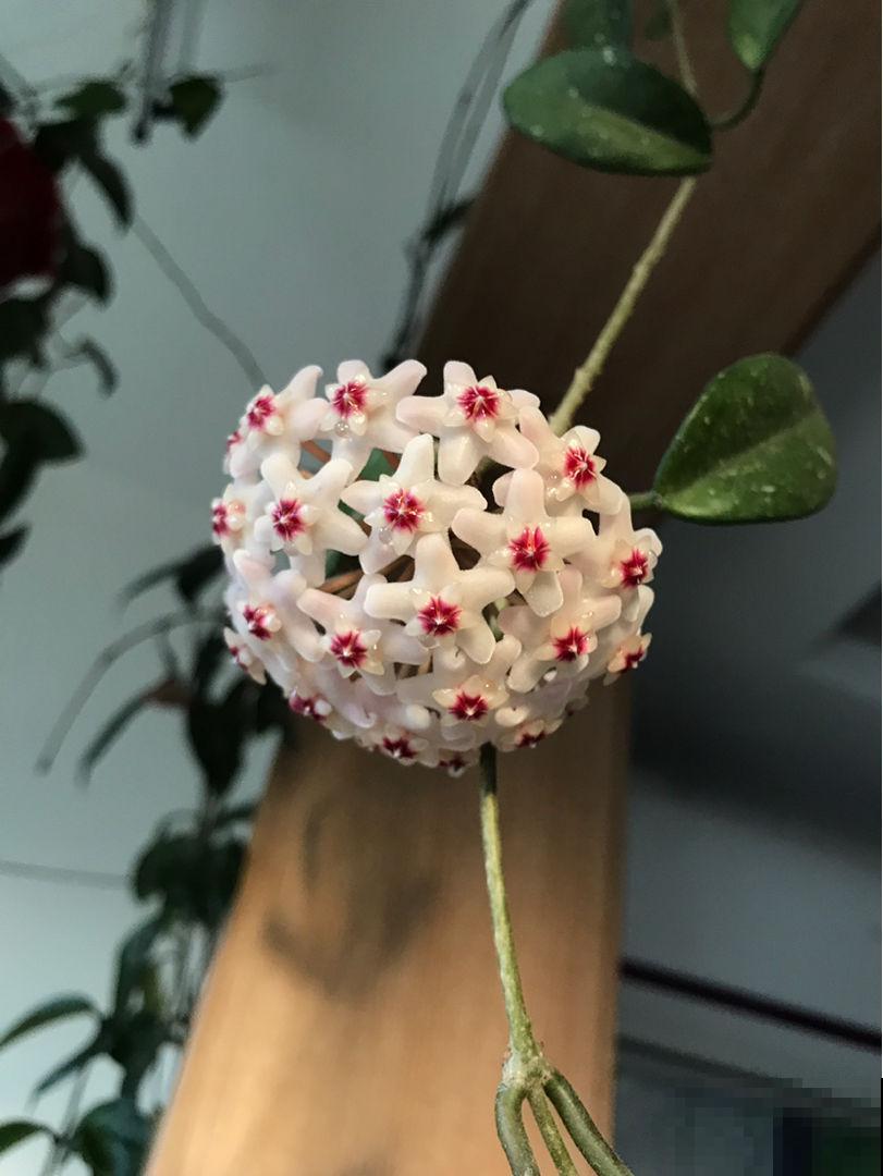 4种转运花，家里养一盆，一年到头招好运