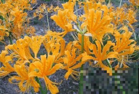 20种有毒花，看见绕道走，千万别去碰！