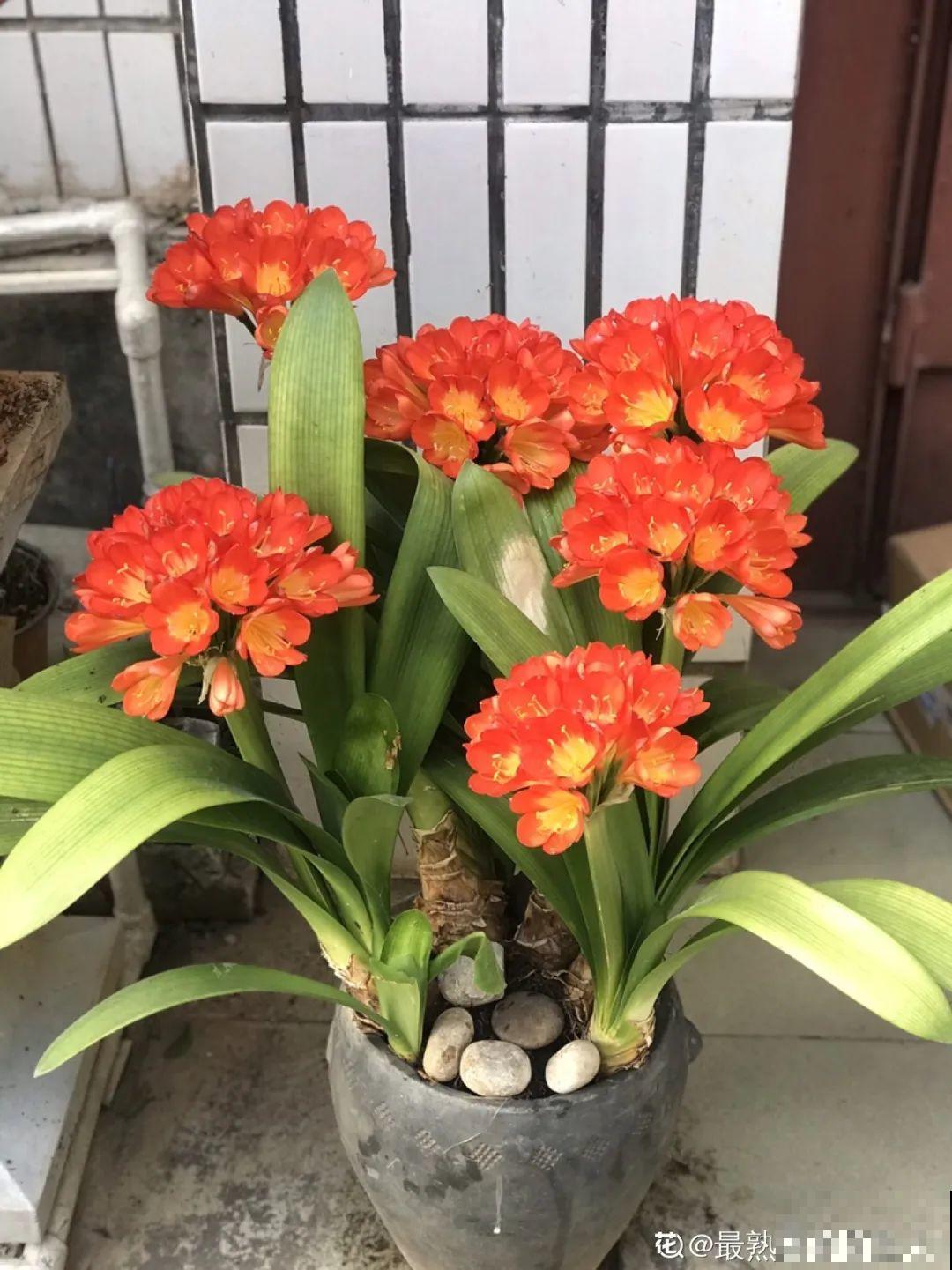 春天养月季，土里埋点小豆豆，呼呼冒出大花苞