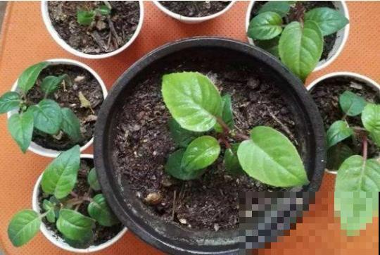 8种花不用扦插，开完花等1个月，一盆能生几十盆！